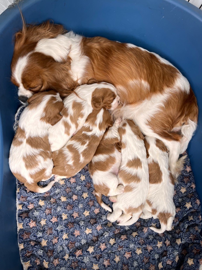 chiot Cavalier King Charles Spaniel des Soleils de Pauldomi