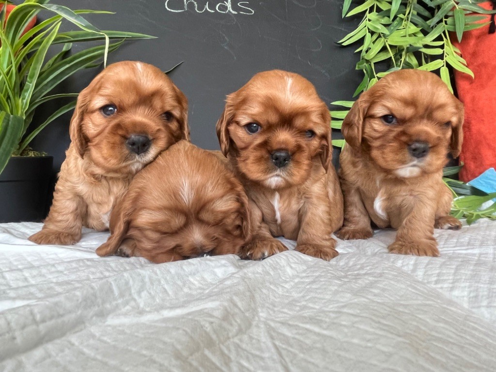 des Soleils de Pauldomi - Cavalier King Charles Spaniel - Portée née le 12/03/2023