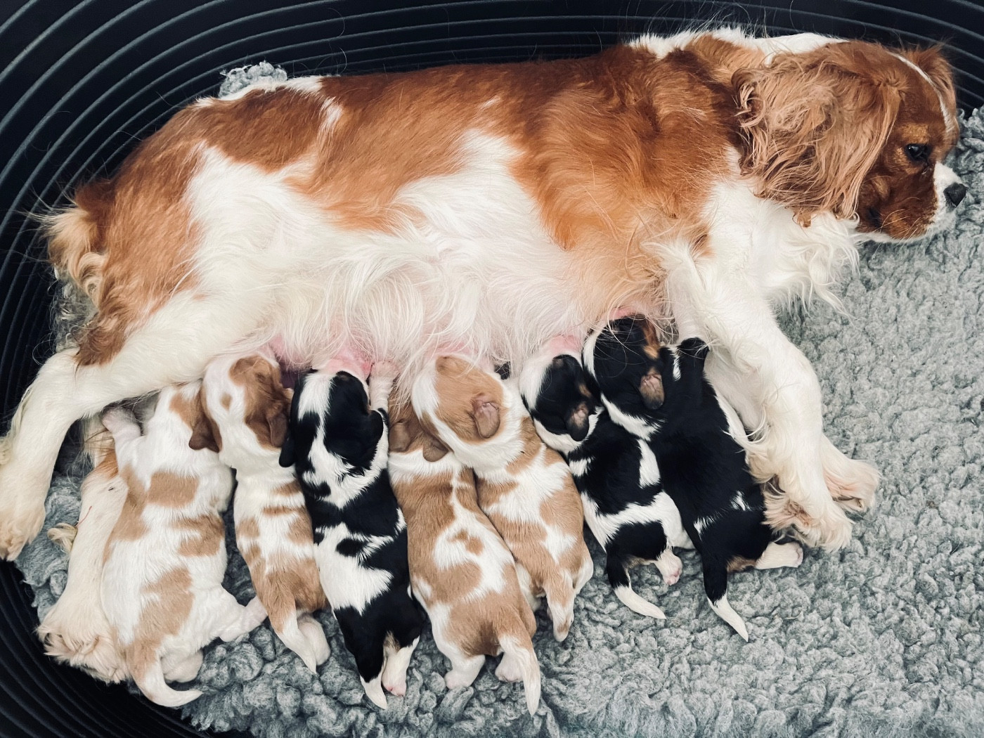 Chiot Cavalier King Charles Spaniel des Soleils de Pauldomi