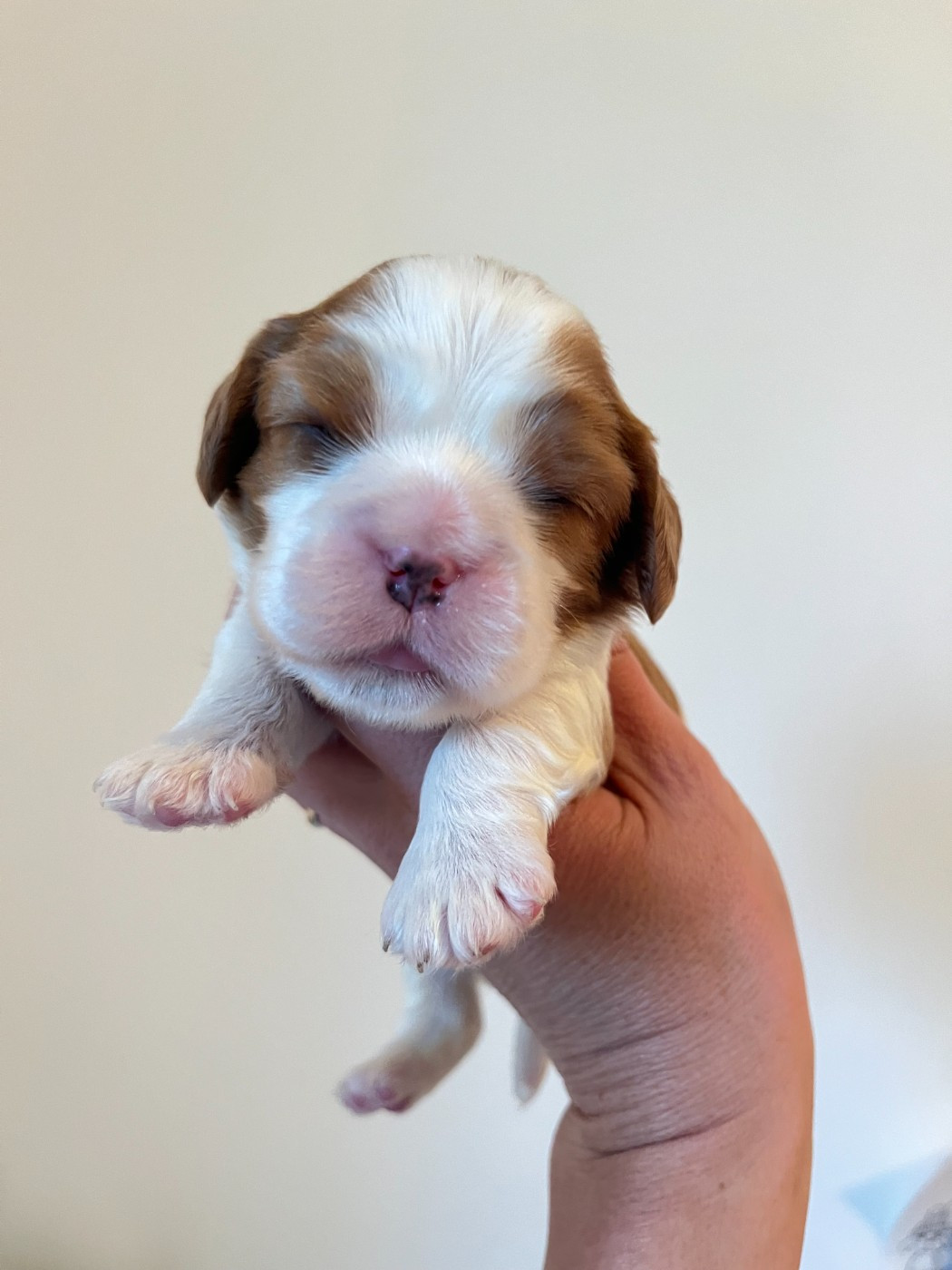 des Soleils de Pauldomi - Chiots disponibles - Cavalier King Charles Spaniel