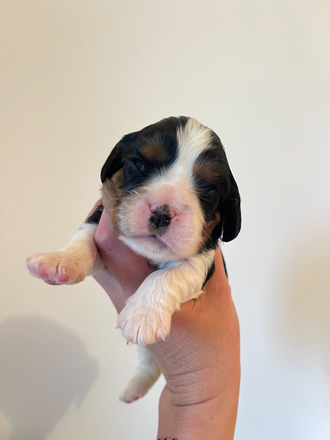 des Soleils de Pauldomi - Chiots disponibles - Cavalier King Charles Spaniel