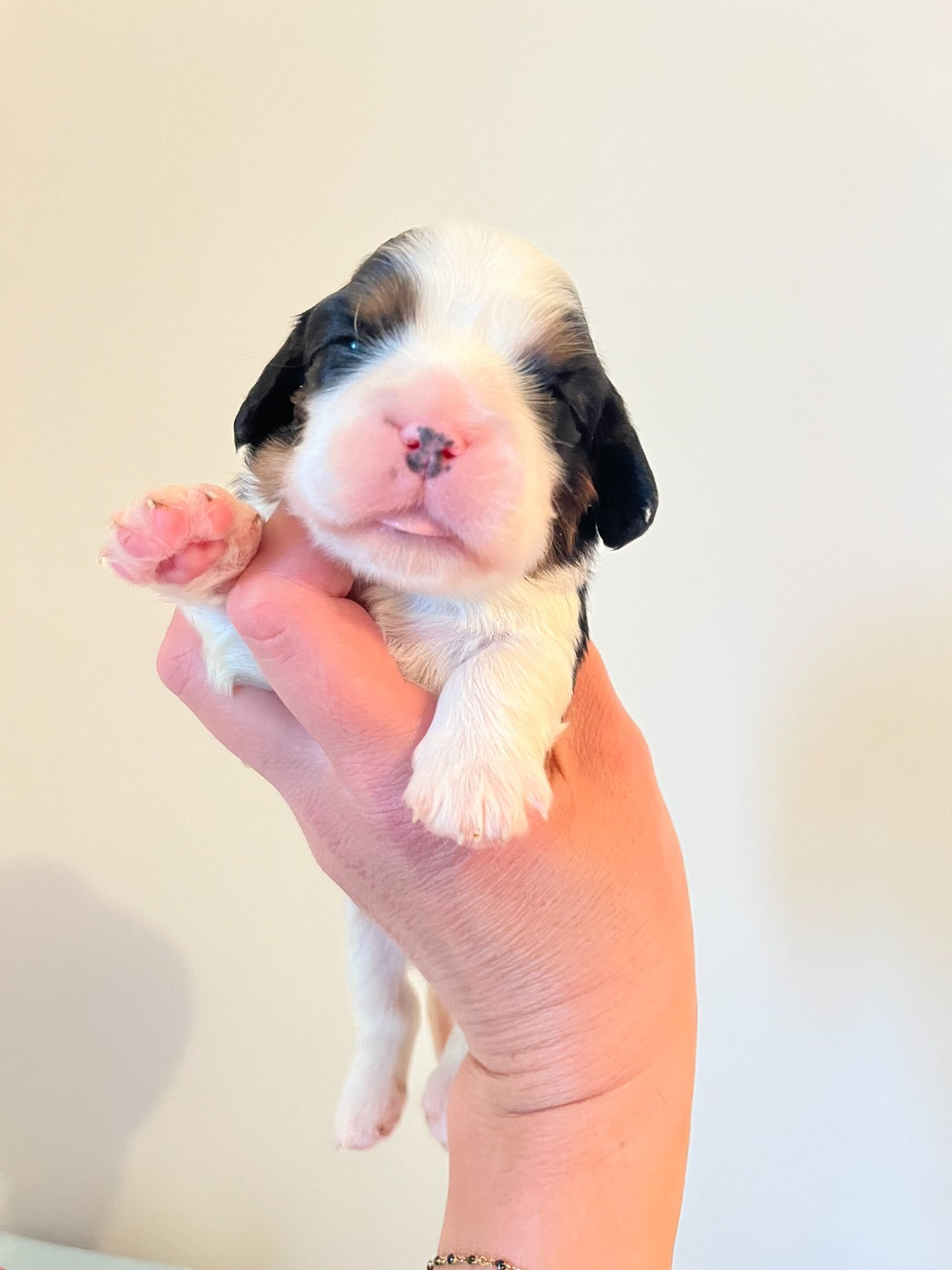 des Soleils de Pauldomi - Chiots disponibles - Cavalier King Charles Spaniel