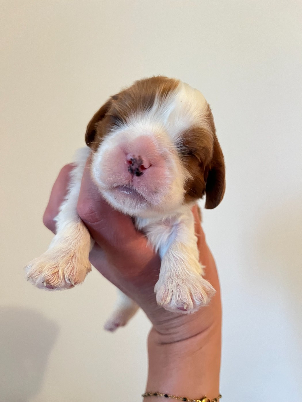 des Soleils de Pauldomi - Chiots disponibles - Cavalier King Charles Spaniel