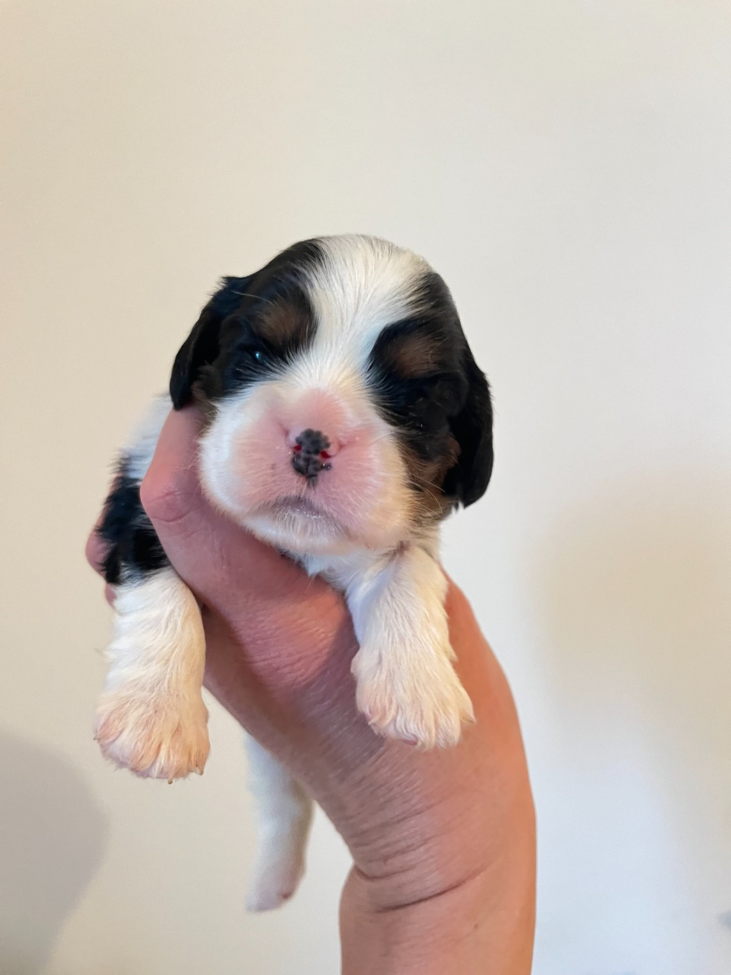 des Soleils de Pauldomi - Chiots disponibles - Cavalier King Charles Spaniel