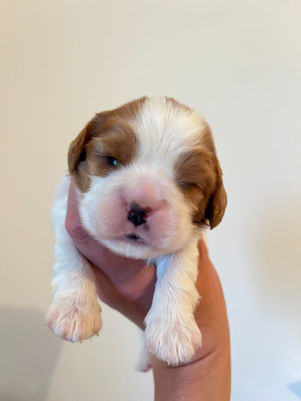 des Soleils de Pauldomi - Chiots disponibles - Cavalier King Charles Spaniel