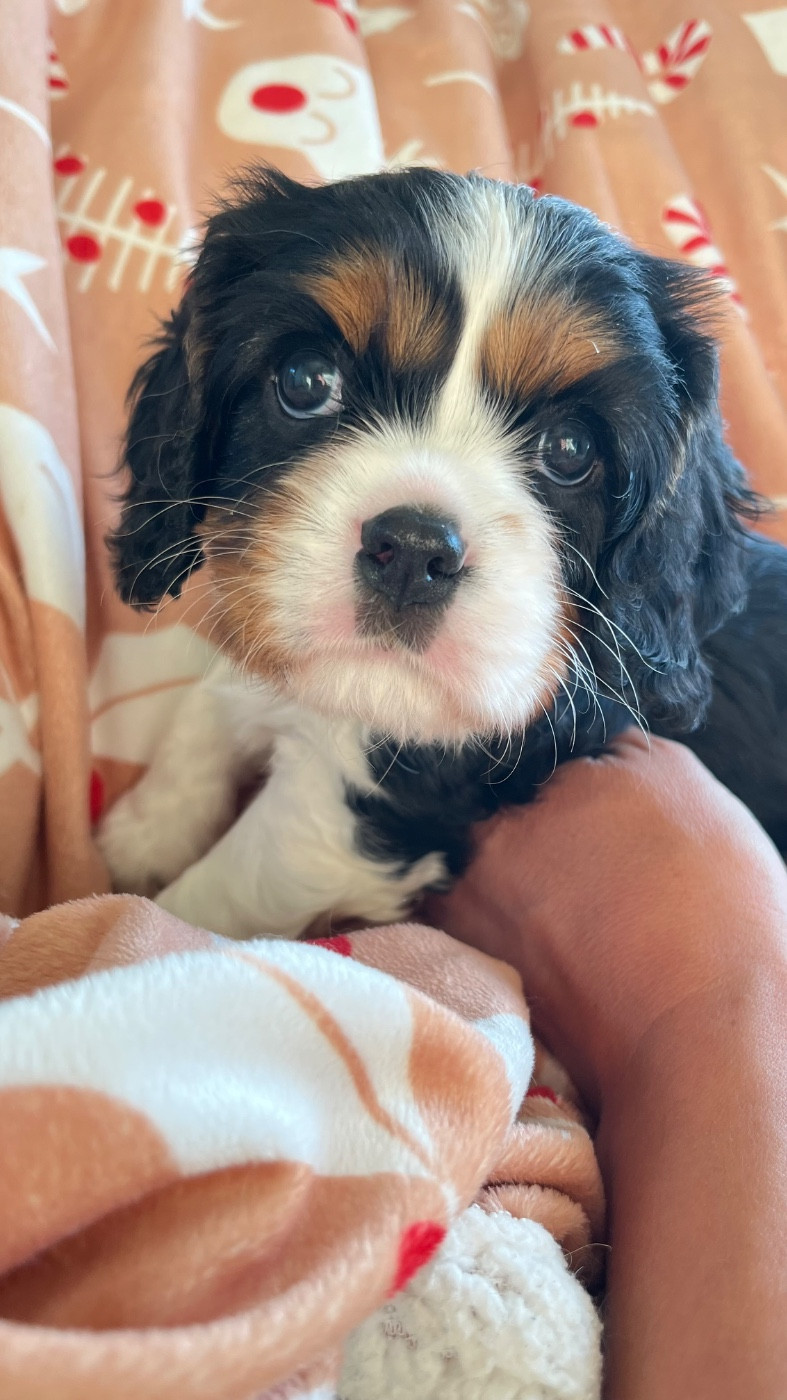des Soleils de Pauldomi - Chiots disponibles - Cavalier King Charles Spaniel