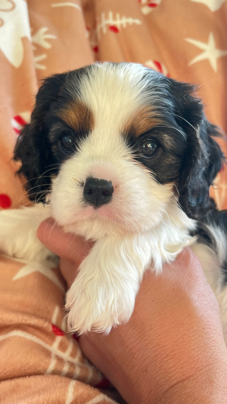 des Soleils de Pauldomi - Chiots disponibles - Cavalier King Charles Spaniel