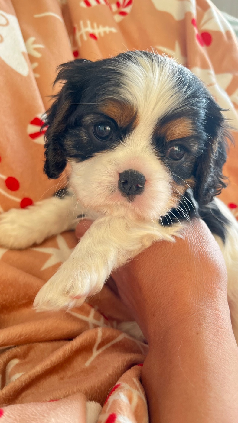 des Soleils de Pauldomi - Chiots disponibles - Cavalier King Charles Spaniel