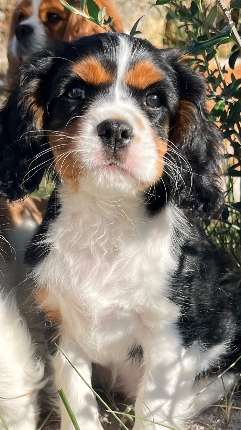 des Soleils de Pauldomi - Chiots disponibles - Cavalier King Charles Spaniel