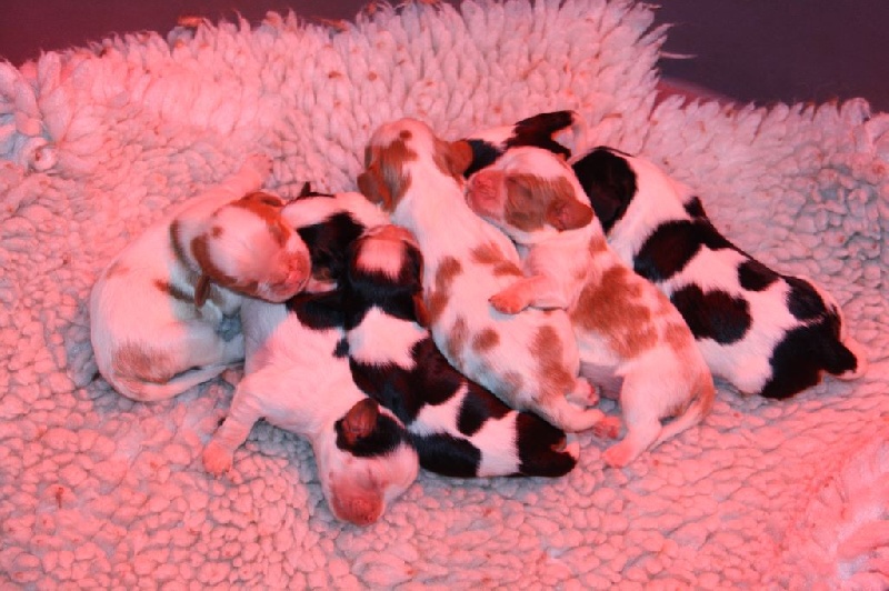 Chiot Cavalier King Charles Spaniel des Soleils de Pauldomi